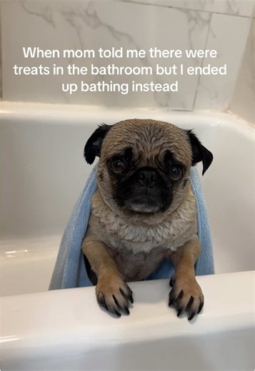Pug Bath Time Surprise: Expect Treats, Get Soaked