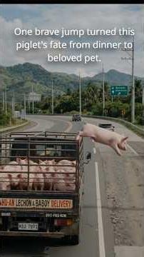 Piglet Escapes Slaughter Truck and Finds a New Home