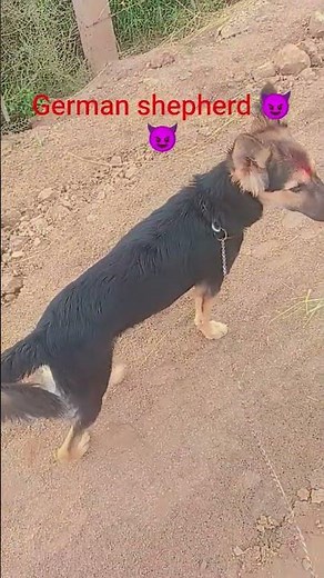 German shepherd #cat #cute#animation #dog #cartoon