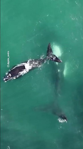 Gigantes ballenas francas son avistadas en La Serena