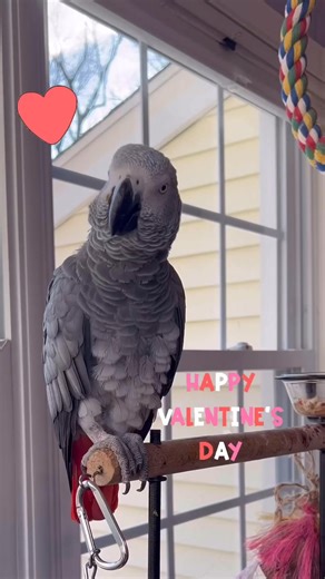 I LOVE YOU❤️#valentinesday #FacebookReelsContest #love #bemyvalentine #lover #fypシ #valentine #fbreels #fypシ゚ #fyp #viralreelsfb #romantic #symontheafricangreyparrot #kisses #iloveyou #reels#usa #parrot#pet#animal#fypシ゚viralシ #cupid #valentines #fbreelsvideo #reelsvideo #viral | Harper