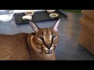 Big Floppa says kerr (prequel)