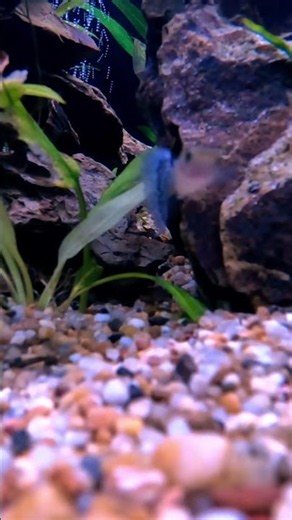 Guppy The Most Active Fish for Your Tank? #guppies #fishkeeping #guppybreeding