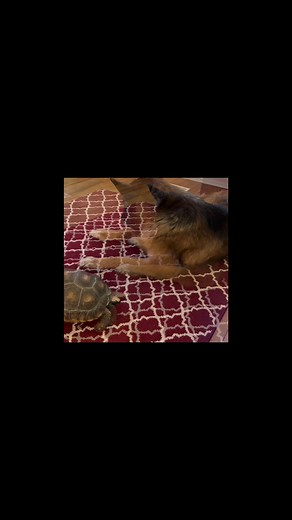 Meet Phyllis. She needed a new home…so I adopted her. She likes Hugo.🤓 She’s a yellow footed tortoise. | Kean's K-9 Obedience & Behaviour Training