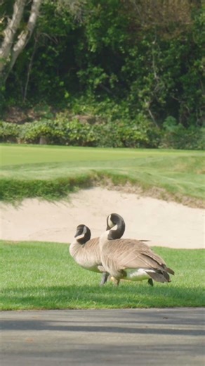 Did you know The Quail has more than Quail? Discover the wild side of Carmel's hidden haven. | The Quail