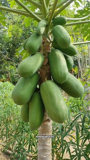 3.4M views · 56K reactions | Top Amazing Facts About Food  | Health Tips  | Random Facts In Hindi | #virals #reelsfb #facts #trendingreels | Nandan Gupta Facts | Facebook