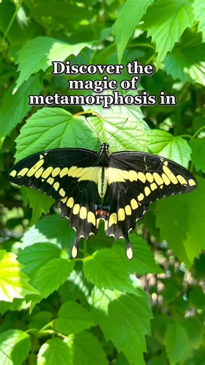 21K views · 221 reactions | You can witness the wonder of butterfly transformation at the Butterflies exhibit, located next to the Carousel! | Brookfield Zoo Chicago | Facebook