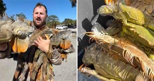 Local trapper captures about 100 cold-stunned iguanas after the invasive species drops from trees