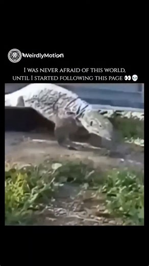 weirdlymotion on Instagram: "🦎🔥 Komodo dragons are often seen as brutal and cruel, but this perception comes from an extremely efficient evolutionary strategy—not from malice. These giant lizards are opportunistic predators and scavengers, capable of attacking large prey such as deer and buffalo. Their hunting method seems shocking because it involves deep bites, persistent tracking, and consuming the prey while it is still alive—something that challenges human sensitivity. From a biological p