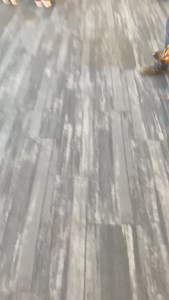 34K views · 96 reactions | Who let's the dogs our?. Cruising With Carnival | Carnival Cruise FUN | Facebook