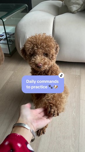 Daily Dog Training Commands for Toy Poodles