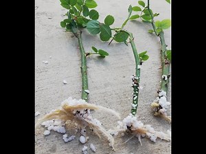 The rose cuttings have taken root !!!