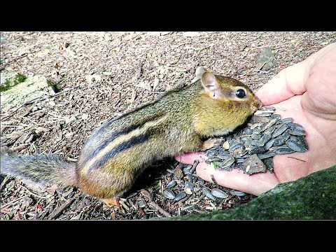 Teaching Chipmunks to Feed From Your Hand
