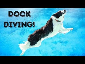 Dock Diving Dogs | Watch This First!