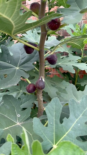 How to grow your own figs at home — over 165 fig tree varieties! Learn how to propagate fig trees the easy way and grow delicious, sweet figs right in your backyard garden. Store-bought figs will never taste like homegrown figs straight from your own tree.Gardening, fruit trees, fig propagation, backyard homesteading, self-sufficient living, organic gardening, and rare fruit varieties — this is how I grow food for my family and teach others to do the same.Watch until the end to learn how to star