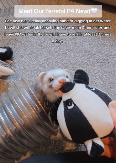 Meet Our Adorable Ferret Baby Newt!🤍