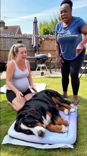 The Cooling Mat Every Pet Owner Needs! 🐶
