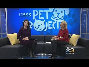 CBS 3 Pet Project: Pet Insurance