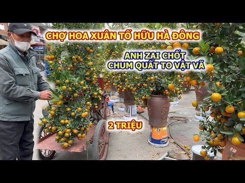 BROTHER SELLS HUGE JARS OF KUMQUATS AT TO HUU SPRING FLOWER MARKET, HA DONG