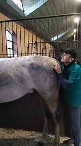 9.3K views · 50K reactions | Equi Global Therapy Osteopathy session's under Magnetic hypnosis : reflexology healing to adjusting the back and pelvis movements synchronisation ☯️⚖️⚙️✨ #equiglobaltherapy #equiosteopathy #reflexology #equine #equithérapie #equiosteo #osteohorse #osteopathyworks #horses #equine #equitation #equestrian | Farouk Ifrene | Facebook