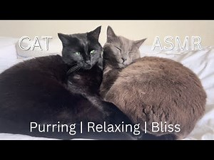 Cat ASMR For Deep Relaxation and Sleep | Cute Sleepy Cats Purring for 20 Mins