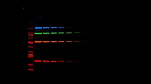 2024 Guide to Quantitative Western Blot Publication