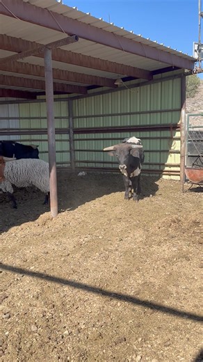 2.9K views · 24 reactions | SOLD THANK UUU EVERYONE WED AM UPDATE -- Pending Pickup Thursday. Four corriente cross roping cattle that run med slower. Great practice cattle. $475 each. Bloomfield NM | W/A Rodeo's & Hay | Facebook