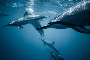 What is a Group of Dolphins Called? [3 Secret Group Names] - AnimalsPick