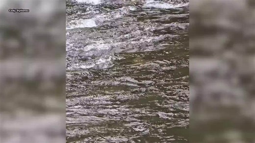 Extremely rare platypus discovered in Aussie river