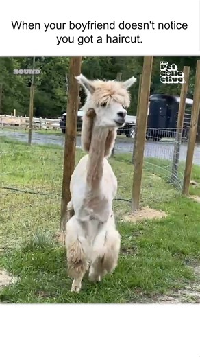 238K views · 1.4K reactions | New haircut alert! 蓮‍♀️ #Llama #Funny #Memes #FunnyAnimals | The Pet Collective | Facebook