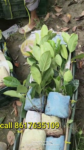 The Amazing Vietnam Super Early Jackfruit: High Yields on Short Trees!