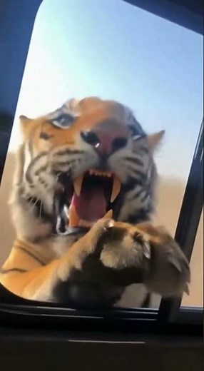 🐅 Tiger Leaps Through Safari Jeep Window! Unbelievable Wild Moment 😱