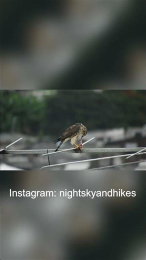 Exclusive Footage: Merlin the Falcon Catches Prey Like a Master!