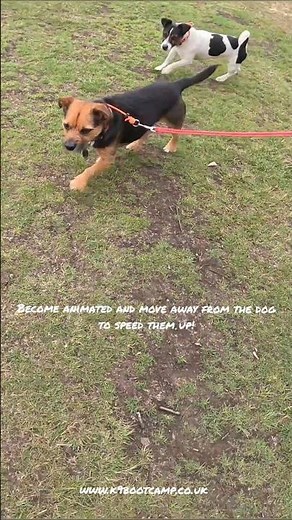 A quick guide on how to whistle train your dog #rochdaledogtrainer #dogtrainingtips #dogs