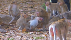 Strongest fight ever... Million pity juvenile monkey crying no one help because Queen Daisy b.ite warning very hard | Monkeys Buzz
