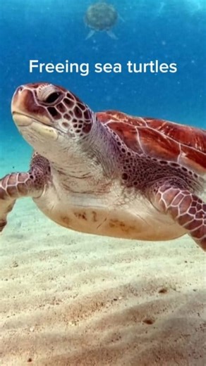 Freeing sea turtles #rescue #seaturtles #sea #friends | Jansel&yssa vlog ESP | Facebook