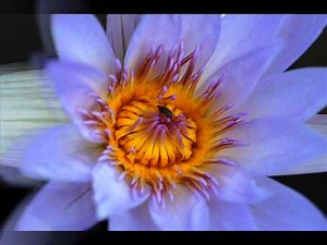 思い出のサンフランシスコ