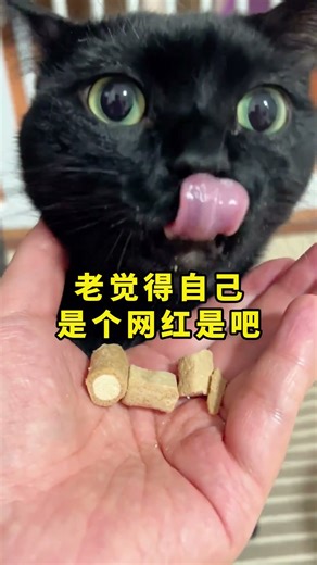 The three cats' cries were so urgent they were almost distorted! #cat #catlife #pets #catlife #ca...