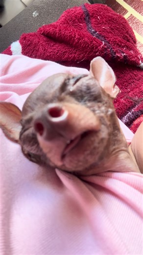 Humor Brasileiro: O Marajá que só Quer Comer