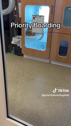 Comfortable Boarding for Your Pets with 24/7 Access