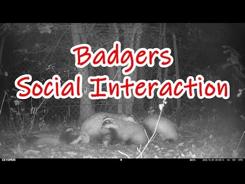 Wildlife | Exploration - Badgers Social Interaction