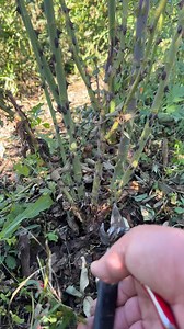 Pruning roses 🌹 | Petrit Tahiri