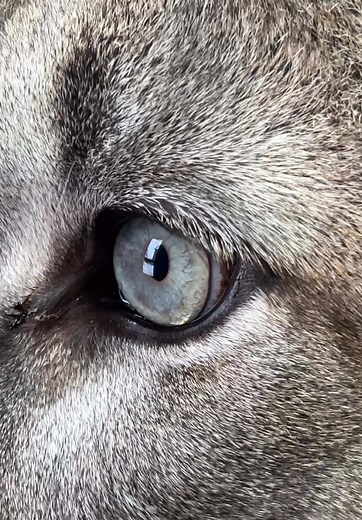 The whole world is in his eyes)) #пума #пумаБрэйдж #хищник #котики #хищныекошки #горныйлев #животные #домашниепитомцы #забавныеживотные #ангел #малыш #звери #зоомир #любимец #вмиреживотных #puma #pumaBraige #pumacat #cat #animals #funnyanimals #angel #animallove #animallovers #animalvideo #animalplanet