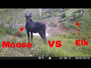 Moose vs Elk Fight? | Caught on Camera