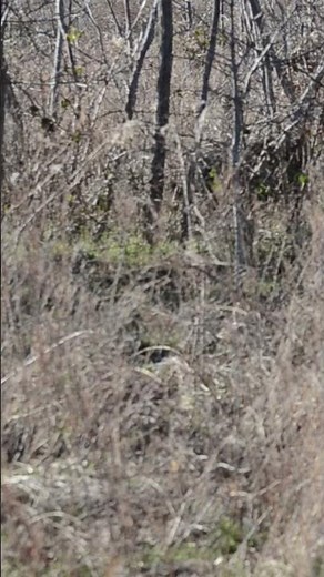 Hog down with the .50 Beowulf! #flatwoodsoutdooradventures #boarhunting #deer #hoghunting #50cal