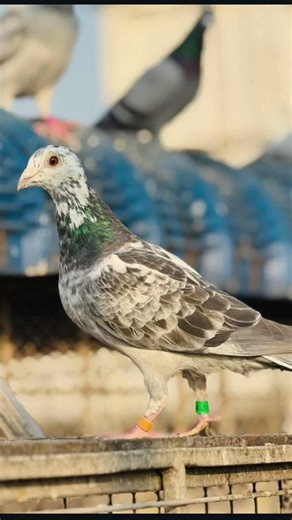 humar pigeon lover #pigeon #kabootar youtuber channel subscribe and comment #pigeonlove #whitepigeo