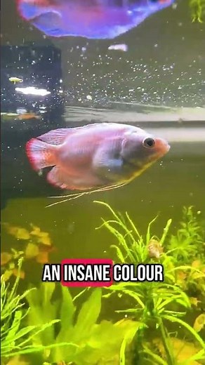 Dwarf Powder Blue Gourami | The BEST Beginner Fish?