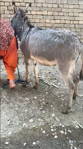 Donkey Did Something Unexpected 🐴😲 | Funny Village Animal #Shorts”