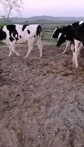 Holstien friesian hiefers Age 15-23 months Pregnancy 3-7 months 325000-400000/- For More details 03038823801 | Just Milk Dairies