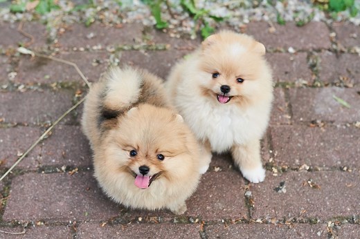 What Colors Do Pomeranians Come In (Color Guide)